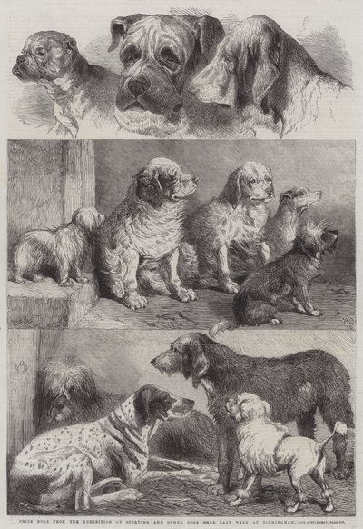 Preishunde von der Ausstellung für Sport- und andere Hunde, die letzte Woche in Birmingham stattfand von Harrison William Weir